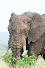 Fototapeta na wymiar A large wild African Elephant feeding on leaves in the rain