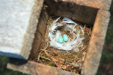 Nest of the Phoenicurus phoenicurus, Redstart.