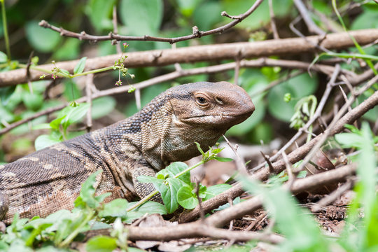 A wild Rock Monitor lizard resting in the bush