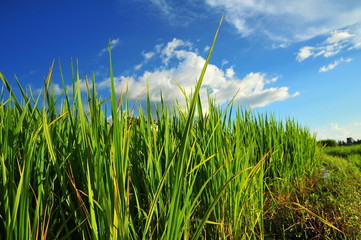 Fototapeta premium Green Rice Paddy Fields
