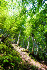 Fototapeta premium Forest in the mountains. Carpathian, Ukraine, Europe.