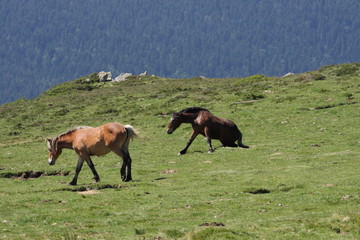 Chevaux,Pyrénées audoises