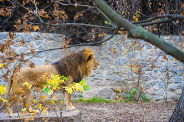 Lion