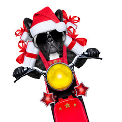 christmas dog