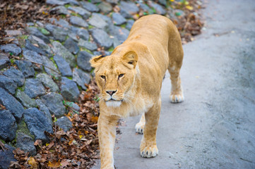 Lion