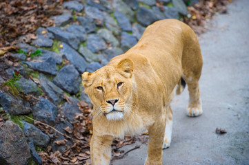 Obraz premium Lion