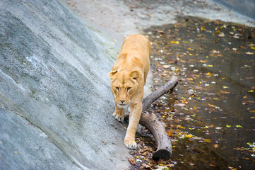 Lion