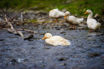 Ducks floats on water