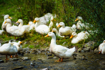 Fototapeta premium Ducks floats on water