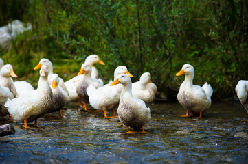 Ducks floats on water