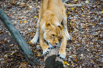 Lion