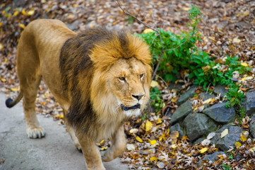 Lion