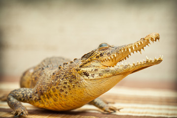 pressed crocodile. Photo tinted in yellow