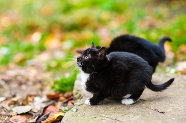 Cute little homeless kitten