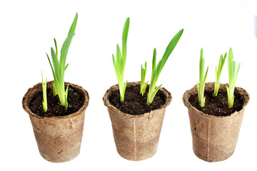 The young plant grows from a fertile soil is isolated on a white