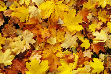 autumn leaves