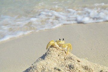 yellow crab on the beach