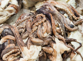Fresh octopus