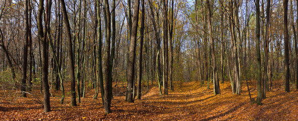 autumn forest