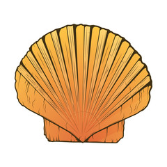 Sea Shell isolated on a white background. Color line art