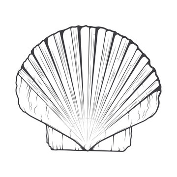 Sea Shell isolated on a white background. Monochromatic line art