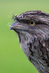 Tawny Frogmouth