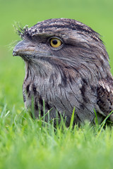 Tawny Frogmouth