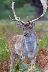 Fallow Deer