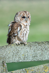 Tawny Owl
