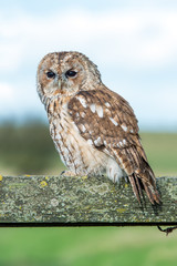 Tawny Owl