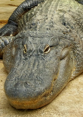 Fototapeta premium regard de crocodile