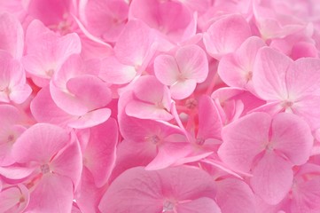 Beautiful Pink Hydrangea Flower Background