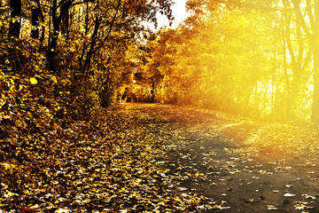 Path in autumn scenery