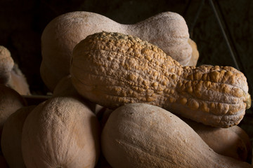 zucca violina