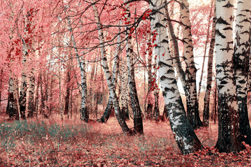 pink birch grove