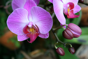 Fototapeta na wymiar Beautiful purple orchid - phalaenopsis