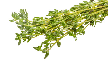 Thyme branch