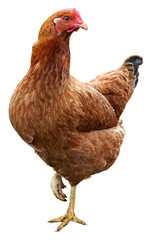 Brown hen isolated on white background.