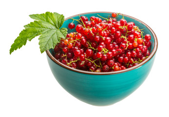 Red currant