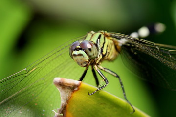 Dragonfly