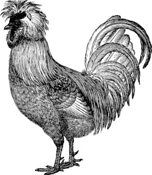 Vintage Illustration Cockerel