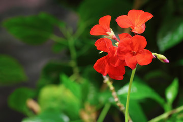 Red Pelargonium