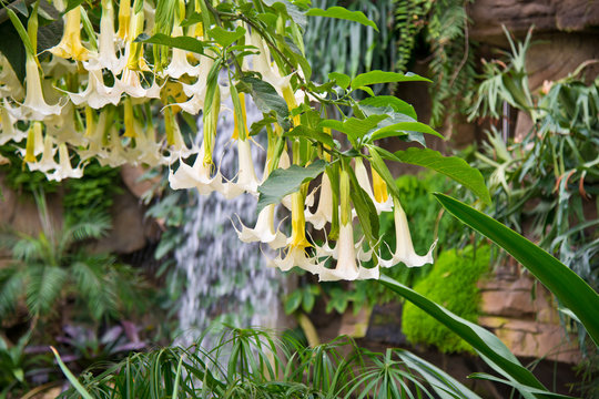 Brugmansia