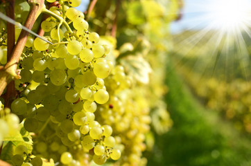Vineyards in Lavaux, Switzerland - 71784219