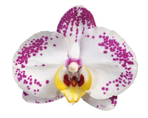 orchidée phalaenopsis
