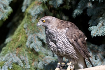 Habicht Vogel Jahres 2015