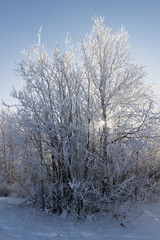 picturesque nature in the north of Russia in the winter