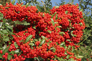 pyracantha
