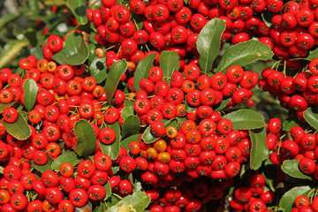 pyracantha