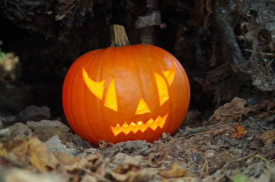 Pumpkin - Jack-o'-lantern
